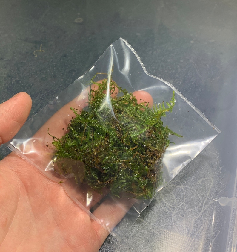 BUY 2 GET 1 FREE Christmas Moss Vesicularia Montagnei Easy Live Aquarium Plants Xmas Moss afbeelding 2