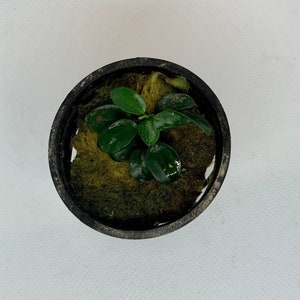 5 Anubias Nana Petite Pots Easy Live Aquarium Plants image 7