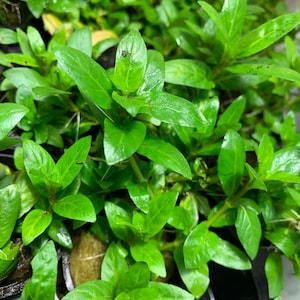 BUY 2 GET 1 FREE Staurogyne Repens S. Repens Easy Carpet Plant Live Aquarium plants