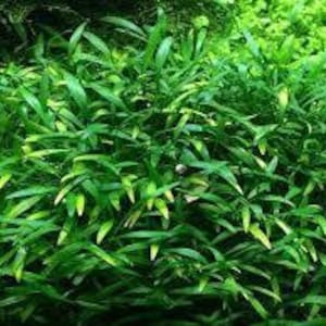 Op de afbeelding: Een close-up van een dichte patch van groene waterplanten met lange, smalle bladeren. De planten groeien in een ondiepe wateromgeving en cre&euml;ren een weelderige en levendige onderwater sc&egrave;ne.