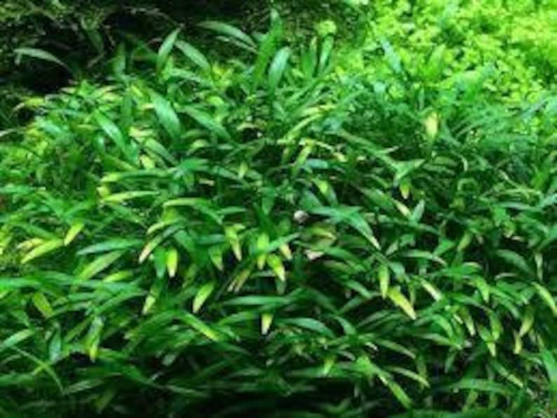 Op de afbeelding: Een close-up van een dichte patch van groene waterplanten met lange, smalle bladeren. De planten groeien in een ondiepe wateromgeving en cre&euml;ren een weelderige en levendige onderwater sc&egrave;ne.