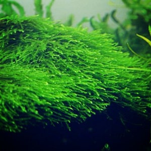 May include: A close-up of a vibrant green moss, commonly used in aquariums and terrariums. The moss has a soft, feathery texture and a lush, natural appearance.