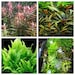 see more listings in the Foreground Plants section