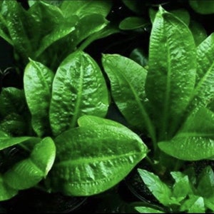 BUY 2 GET 1 FREE Echinodorus Parviflorus Rosette Sword Amazon Sword Plant Live Aquarium Plants image 7