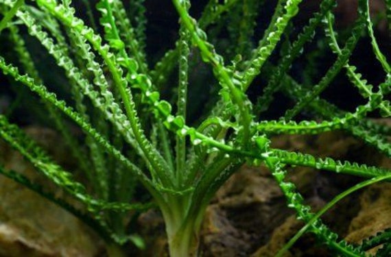 Crinum Calamistratum Live Aquarium Plants Easy Aquatic Plants - Etsy Sweden