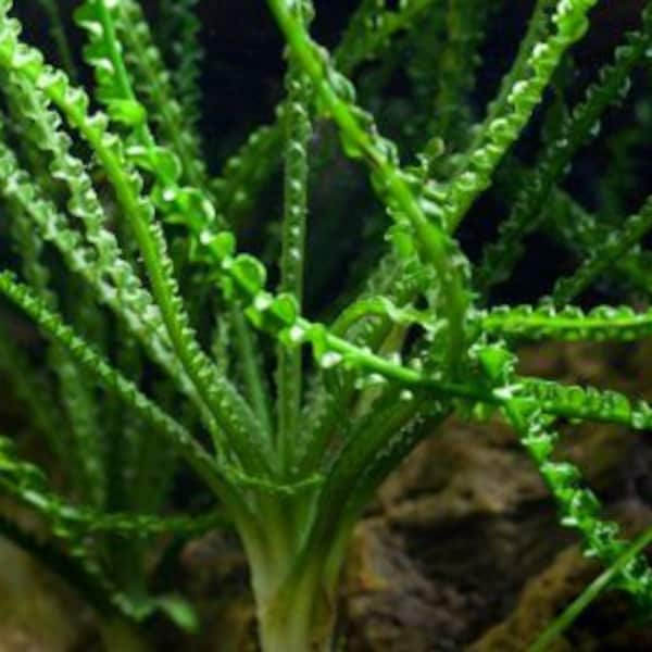 Crinum Calamistratum Live Aquarium Plants Easy Aquatic Plants