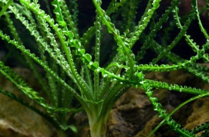 Onion top plant aquarium