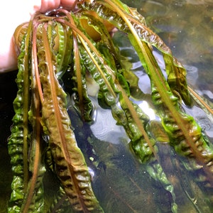 May include: A bunch of green and brown aquatic plants with long, thin leaves. The plants are submerged in water.