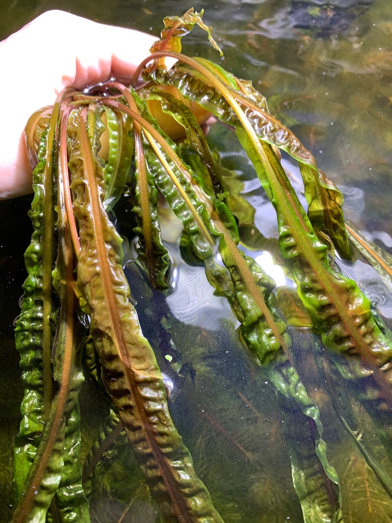 May include: A bunch of green and brown aquatic plants with long, thin leaves. The plants are submerged in water.