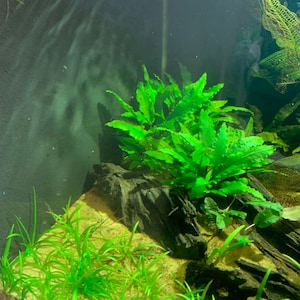 15x Dwarf Sagittaria Subulata Dwarf Sag Live Aquarium Plants Aquatic Carpet Plant image 8