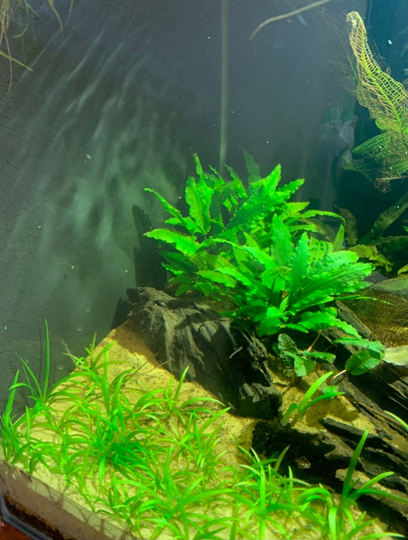 15x Dwarf Sagittaria Subulata Dwarf Sag Live Aquarium Plants Aquatic Carpet Plant image 8