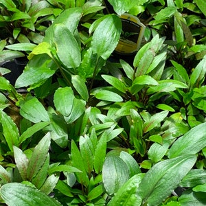 May include: A close-up of a group of green plants with red undersides to the leaves. The plants are in small black pots and a yellow tag with the text "Ludwigia Green" is visible.