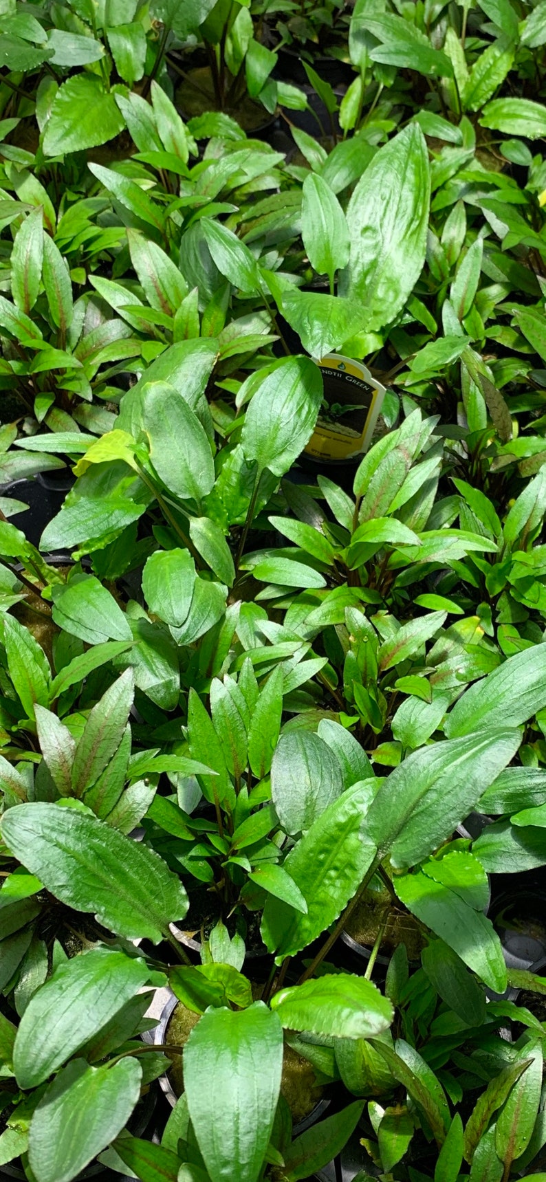 May include: A close-up of a group of green plants with red undersides to the leaves. The plants are in small black pots and a yellow tag with the text "Ludwigia Green" is visible.