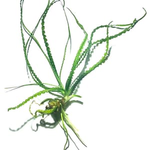 Crinum Calamistratum Live Aquarium Plants Easy Aquatic Plants