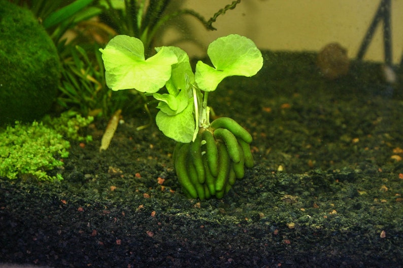 BUY 2 GET 1 FREE Banana Plant Nymphoides Aquatica Easy Live Aquarium Plant image 1