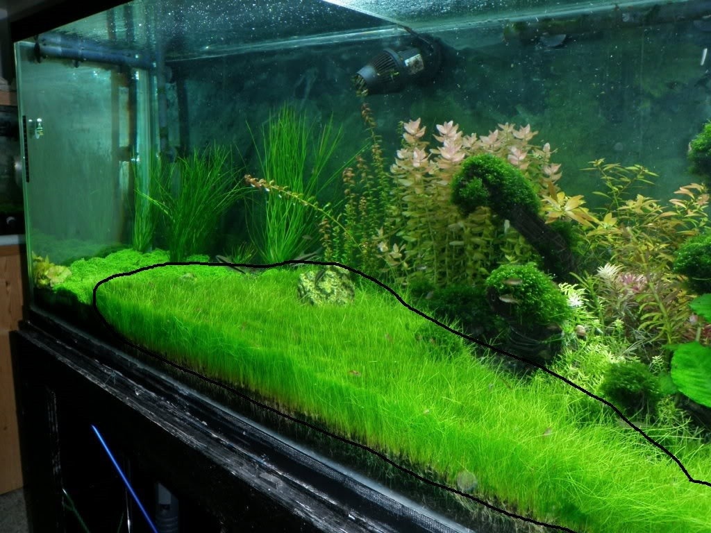 Dwarf Hair Grass Live Aquarium Plants - BUY 2 GET 1 FREE! Easy Carpet Plant For Betta Fish Tanks