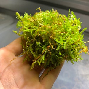 BUY 2 GET 1 FREE Christmas Moss Vesicularia Montagnei Easy Live Aquarium Plants Xmas Moss afbeelding 8