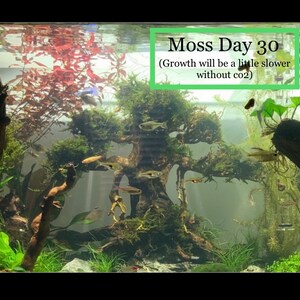 BUY 2 GET 1 FREE Christmas Moss Xmas Moss Vesicularia Montagnei Easy Live Aquarium Plants Willow Moss image 8