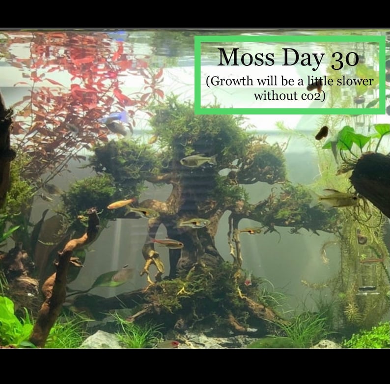 BUY 2 GET 1 FREE Christmas Moss Xmas Moss Vesicularia Montagnei Easy Live Aquarium Plants Willow Moss image 8