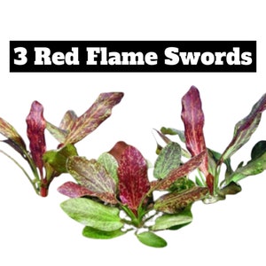 3x Red Flame Sword Echinodorus Red Flame Echinodorus Schlueteri Live Aquarium Plants Aquatic Plants image 1