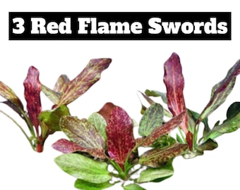 3x Red Flame Sword Echinodorus Red Flame Echinodorus Schlueteri Live Aquarium Plants Aquatic Plants