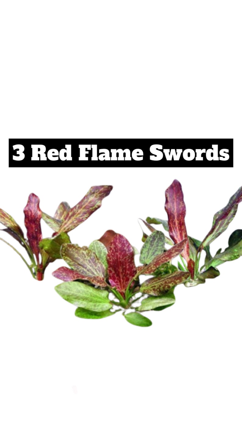 3x Red Flame Sword Echinodorus Red Flame Echinodorus Schlueteri Live Aquarium Plants Aquatic Plants image 1