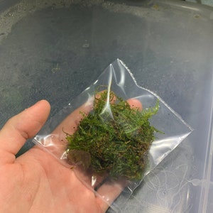 BUY 2 GET 1 FREE Christmas Moss Vesicularia Montagnei Live Aquarium Plants