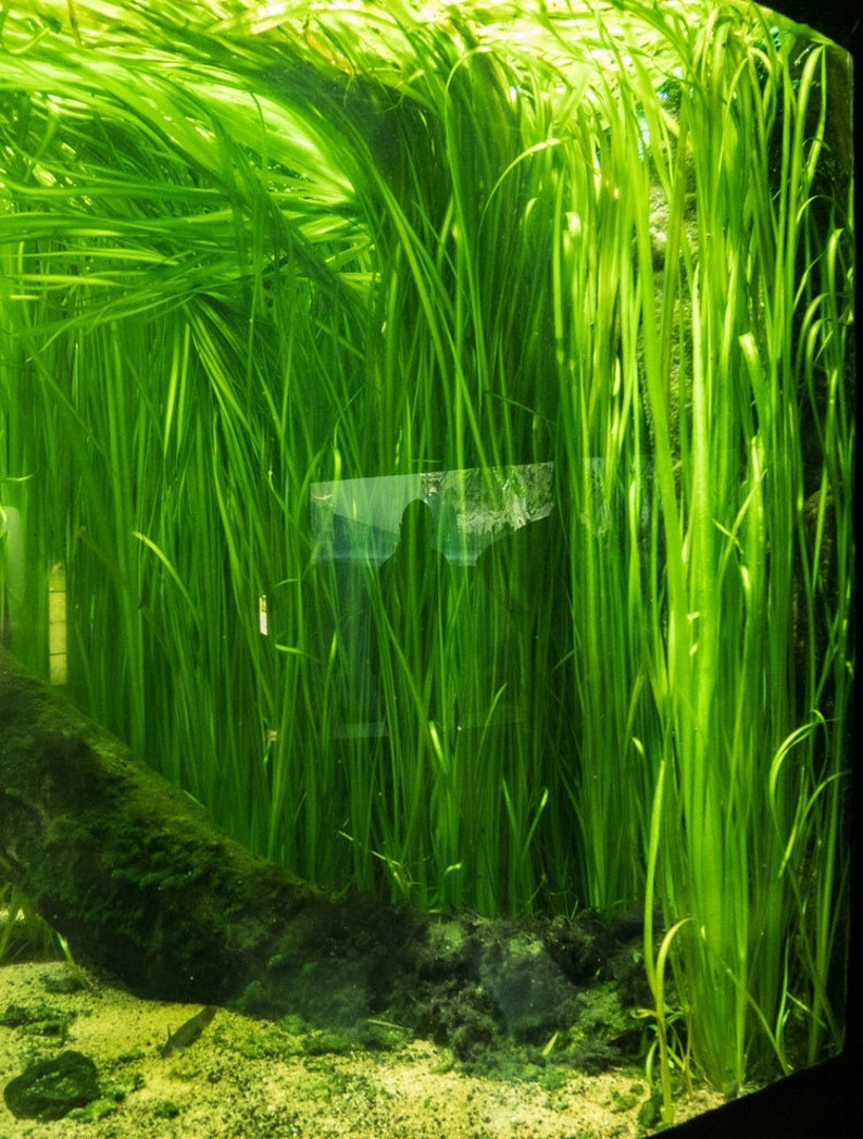 BUY 2 GET 1 FREE 5x Jungle Val Aquarium Plants Jungle Vallisneria Live Aquarium Plants Freshwater Aquatic Plants image 7