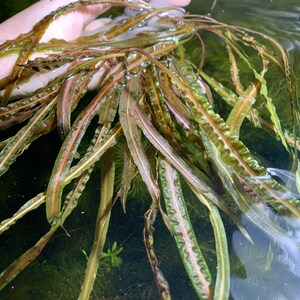 May include: A bunch of green and brown aquatic plants with long, thin leaves. The plants are submerged in water and are being held by a hand.