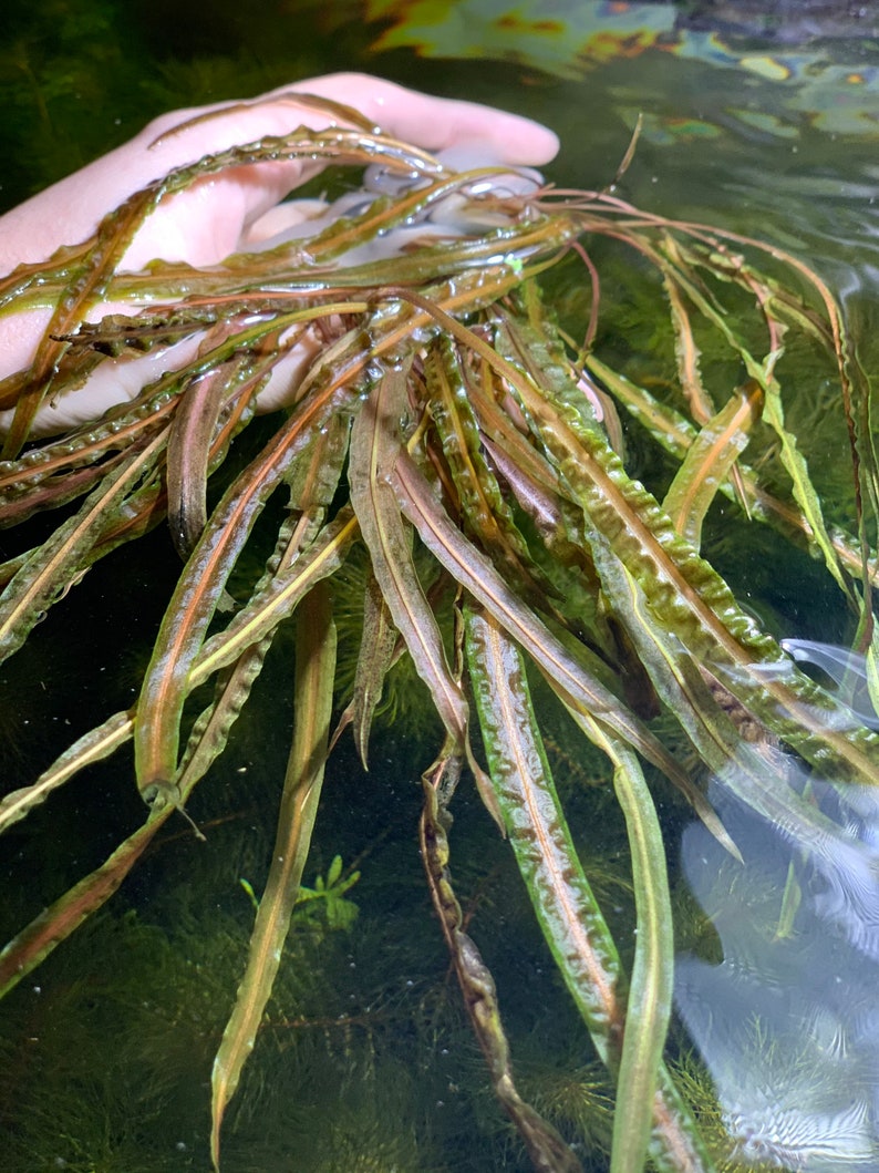 May include: A bunch of green and brown aquatic plants with long, thin leaves. The plants are submerged in water and are being held by a hand.