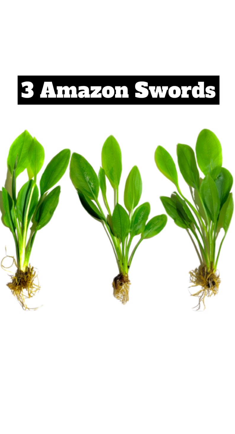 3x Amazon Sword Echinodorus Bleheri Live Aquarium Plants Aquatic Plants image 6