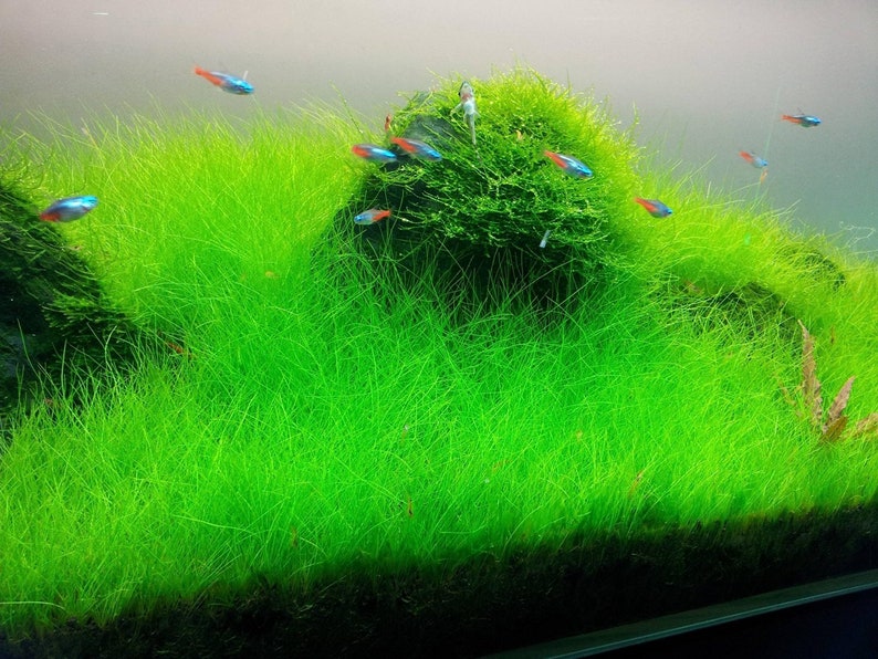 May include: A close-up of a planted aquarium with a lush green carpet of grass-like plants. Several small, brightly colored fish swim through the dense foliage.