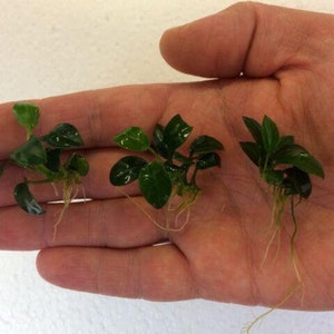 Peut inclure: Trois petites plantes vertes avec des racines, pr&eacute;sent&eacute;es sur une main. Les plantes ont de petites feuilles arrondies et conviennent aux aquariums.