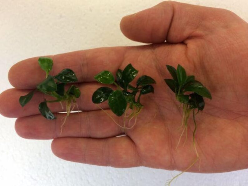 Peut inclure: Trois petites plantes vertes avec des racines, pr&eacute;sent&eacute;es sur une main. Les plantes ont de petites feuilles arrondies et conviennent aux aquariums.