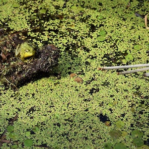May include: A green frog sits on a log in a pond covered in green algae.