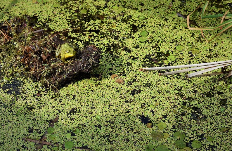 May include: A green frog sits on a log in a pond covered in green algae.