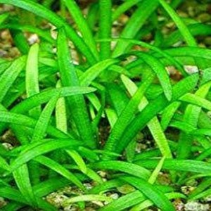 15x Dwarf Sagittaria Subulata Dwarf Sag Live Aquarium Plants Aquatic Carpet Plant image 2