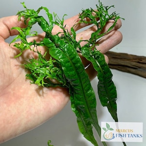 BUY 2 GET 1 FREE Java Fern Windelov Microsorum Pteropus Live Aquarium Plants