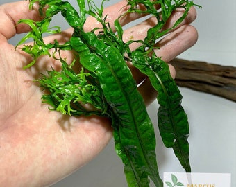 BUY 2 GET 1 FREE Java Fern Windelov Microsorum Pteropus Live Aquarium Plants