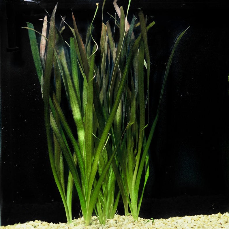 BUY 2 GET 1 FREE 5x Jungle Val Aquarium Plants Jungle Vallisneria Live Aquarium Plants Freshwater Aquatic Plants image 5