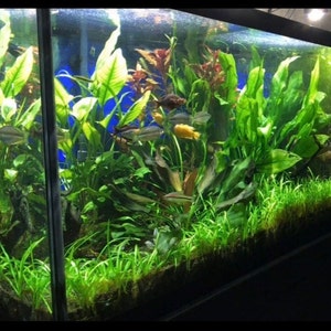 15x Dwarf Sagittaria Subulata Dwarf Sag Live Aquarium Plants Aquatic Carpet Plant