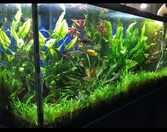 15x Dwarf Sagittaria Subulata Dwarf Sag Live Aquarium Plants Aquatic Carpet Plant