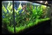 15x Dwarf Sagittaria Subulata Dwarf Sag Live Aquarium Plants Aquatic Carpet Plant