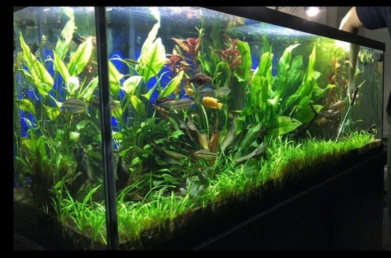 15x Dwarf Sagittaria Subulata Dwarf Sag Live Aquarium Plants Aquatic Carpet Plant image 1