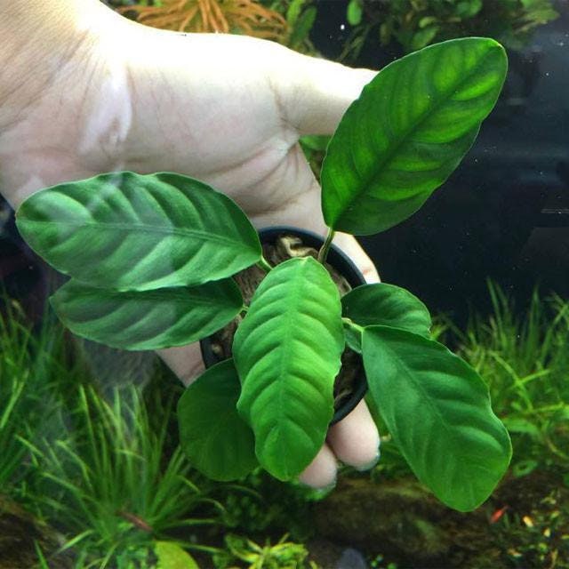 BUY 2 GET 1 FREE Anubias Coffeefolia Anubias Live Aquarium Plants