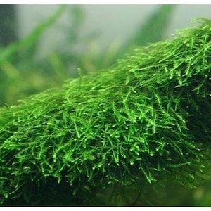BUY 2 GET 1 FREE Java Moss Vesicularia Dubyana Live Aquarium Plants image 1