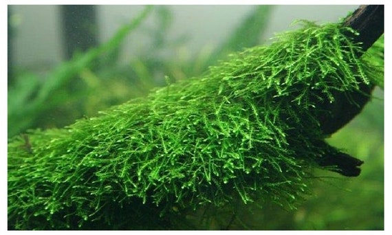 Java Moss Portion in 4 oz Cup - Easy Live Fresh Water Aquarium Plants