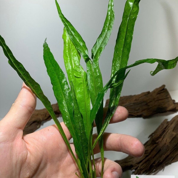 BUY 2 GET 1 FREE Java Fern Microsorum pteropus Easy Live Aquarium Plants