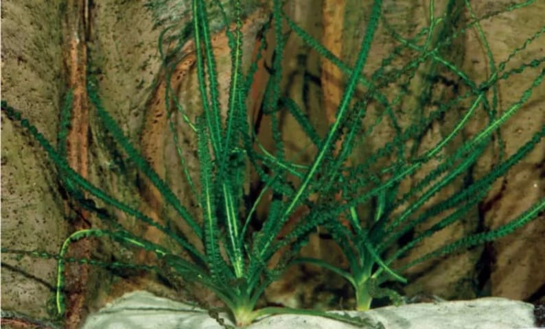 3 Crinum Calamistratum Live Aquarium Plants Easy Aquatic Plants image 8