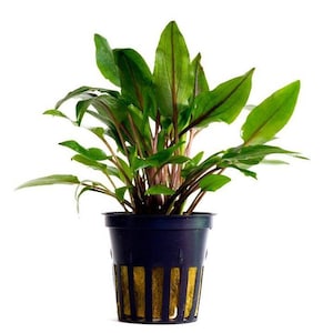 May include: A potted green plant with long, narrow leaves. The plant is in a dark blue plastic pot with a brown mesh insert.